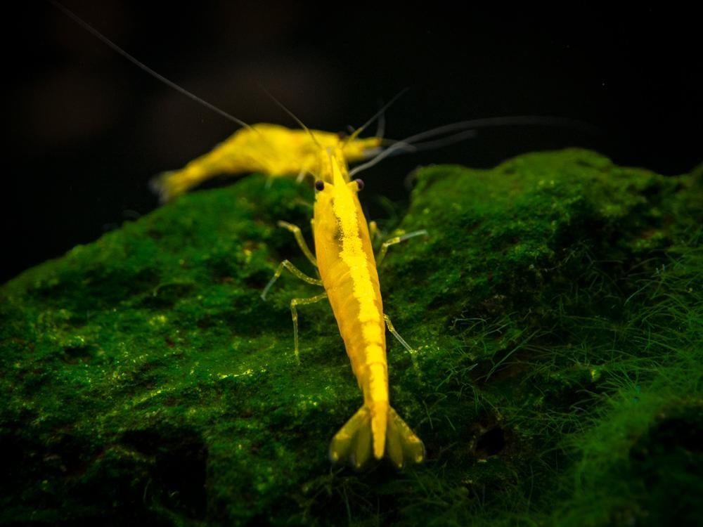 Neocaridina yellow neon fire backline garnalen, Kreeft, Krab of Garnaal, Zoetwatervis