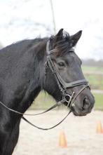 Gezocht, lief maatje voor lease 50/50 Den Helder, Meerdere dieren, Recreatiepaard