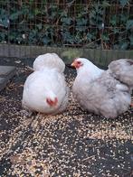 2 cochin krielkippen te koop – leggen eieren, Dieren en Toebehoren, Pluimvee, Vrouwelijk, Kip