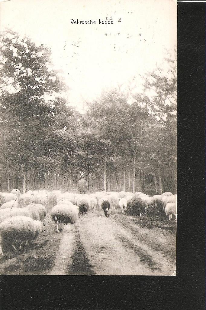Veluwe, Kudde schapen, Ophalen of Verzenden, Voor 1920, Gelopen, Gelderland