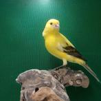 Gezocht koppel Londen fancy kanaries, Dieren en Toebehoren, Meerdere dieren, Kleurkanarie