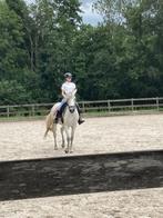 Bijrijder/verzorgster aangeboden, Dieren en Toebehoren, Ophalen