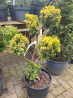 Prachtige Taxus Vormsnoei - Unieke Tuinplant, Ophalen, Bloeit niet, Overige soorten, Volle zon