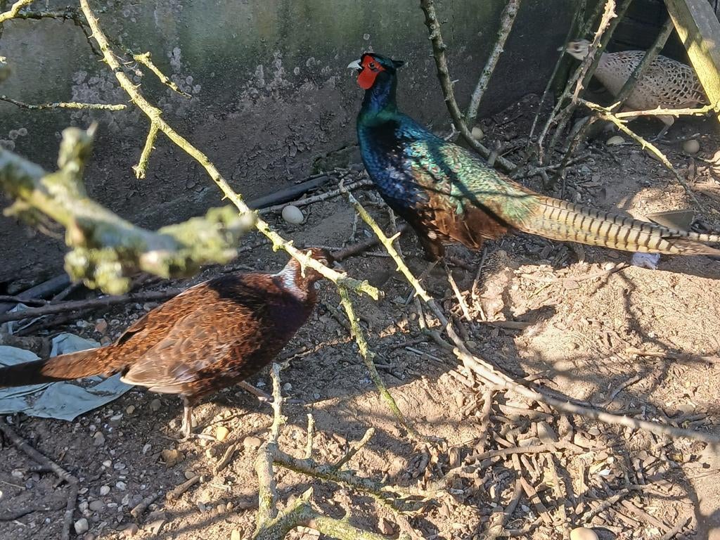 Broedeieren bos fazant, Vrouwelijk