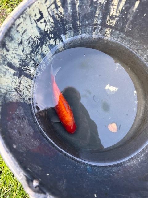 7 Goudvissen rond 20 cm, Dieren en Toebehoren, Goudvis(sen)