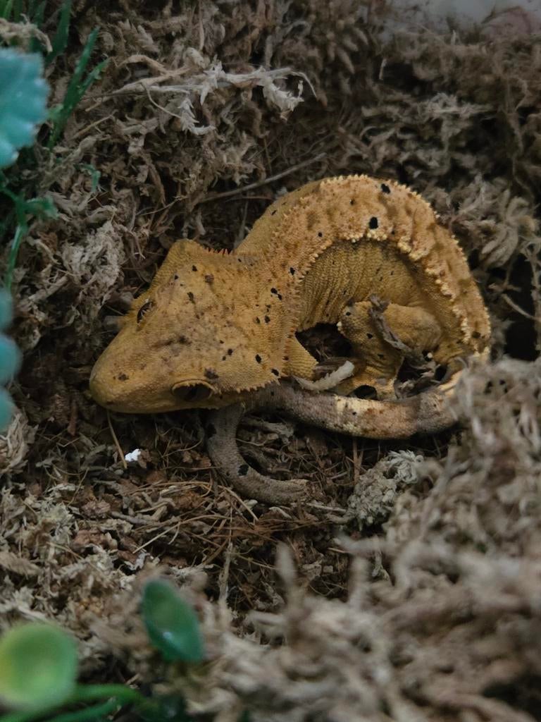 Wimpergekko Crested Gecko - unknown for sale from M. Stuiver
