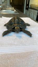 Moorse -griekse landschildpad, Schildpad, 0 tot 2 jaar