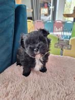 Mooie havapom (havanezer/pomeriaan) pups, Parvo, Overige rassen, 8 tot 15 weken, Meerdere