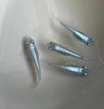 Medaka - Japanse Rijstvis - Miyuki Blue, Vis