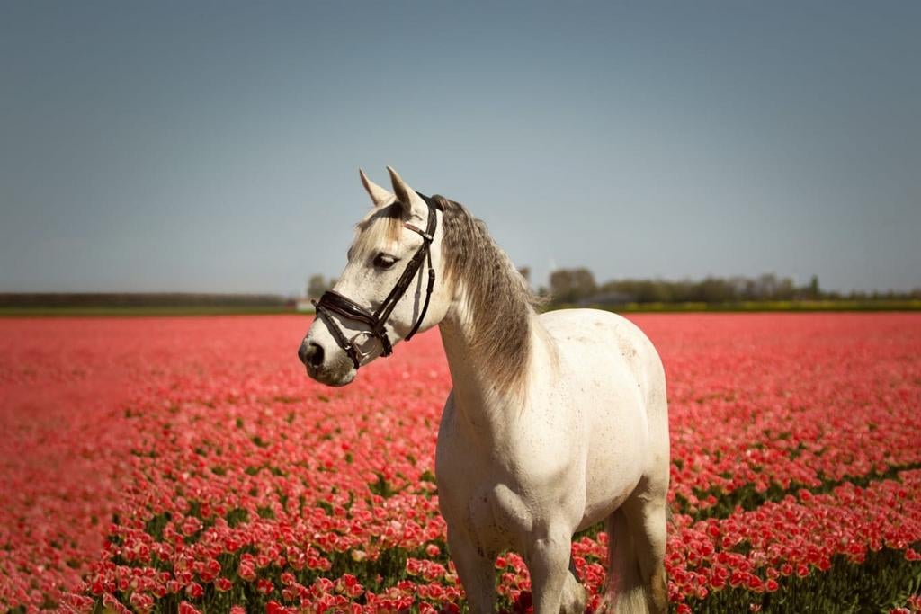 Gezocht pensionstalling voor 3 paarden, Dieren en Toebehoren, Stalling en Weidegang