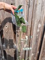 Scindapsus pictus kamerplant, Huis en Inrichting, Kamerplanten, Ophalen, Halfschaduw, Minder dan 100 cm