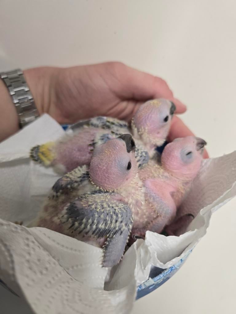 Super tamme baby Zonparkieten, Dieren en Toebehoren, Vogels | Parkieten en Papegaaien, Papegaai, Tam, Geringd