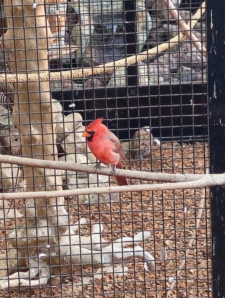 Rode Kardinaal | Man | Op kleur, Dieren en Toebehoren, Vogels | Overige Vogels, Mannelijk, Tropenvogel, Geringd
