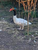 Pluimvee en dieren en toebehoren, Mannelijk