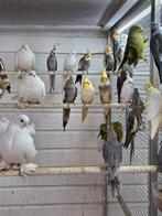 Diverse valkparkieten, Dieren en Toebehoren, Meerdere dieren, Parkiet