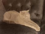 Britse korthaar lilac dekkater  ervaring, 3 tot 5 jaar