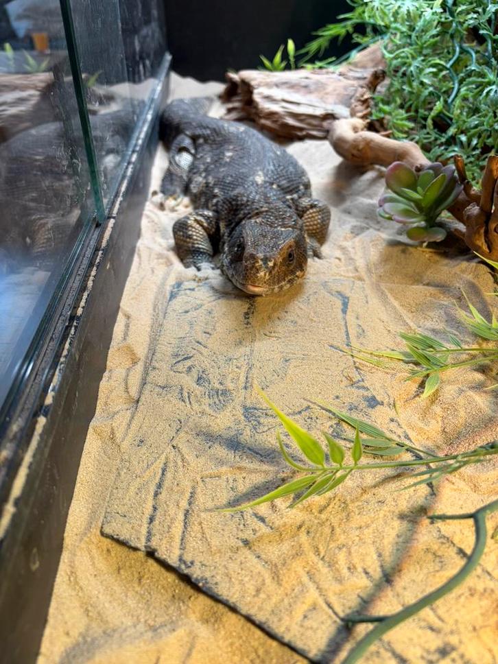 Steppen varaan te koop, Dieren en Toebehoren, Pluimvee, Overige soorten, Mannelijk