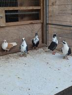 Kleur postduiven,Milky, syrische duiven, Oosterse meeuwen.., Dieren en Toebehoren, Meerdere dieren, Postduif