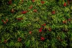 GreenWall 12m2 (breedte 4,5m x hoogte 2,0m) Aangeboden, Ophalen