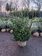 Prunus Laurocerasus 'Otto Luyken' XXL - Grote Laurier 80 100, Tuin en Terras, Ophalen of Verzenden, Overige soorten, Halfschaduw