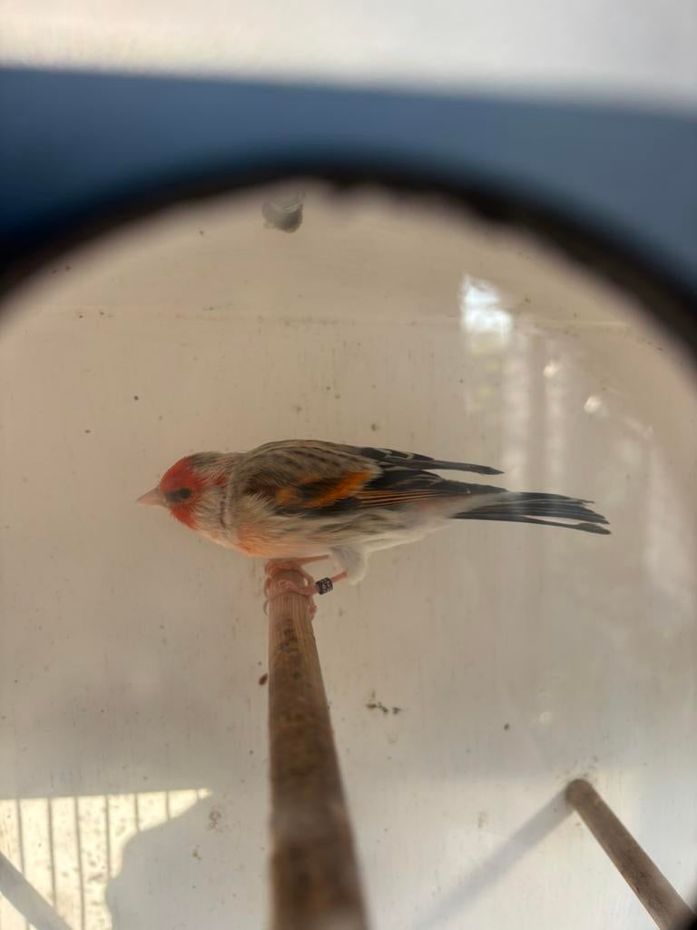 Putter bastaard man met vogelkooi, Mannelijk, Bastaard