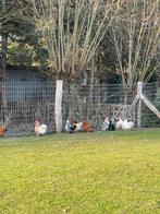 Cochin kriel hennen, Dieren en Toebehoren, Pluimvee, Vrouwelijk, Kip