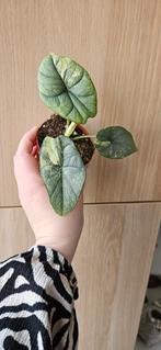 Alocasia silver dragon variegata potmaat 8, Ophalen of Verzenden