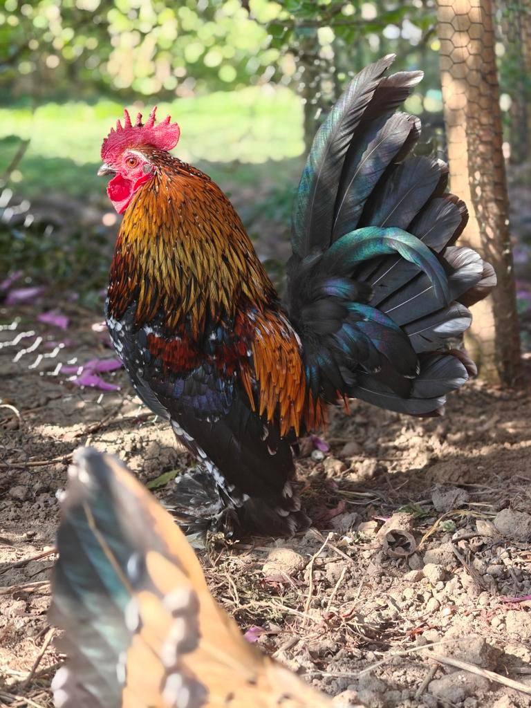 Mooie sabelpootkrielhaan, Dieren en Toebehoren, Pluimvee, Mannelijk, Kip