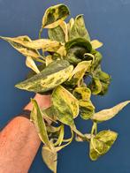 Scindapsus Crème Brulee p12 (6)