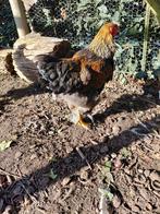 Jonge Bramha haan., Dieren en Toebehoren, Mannelijk, Kip