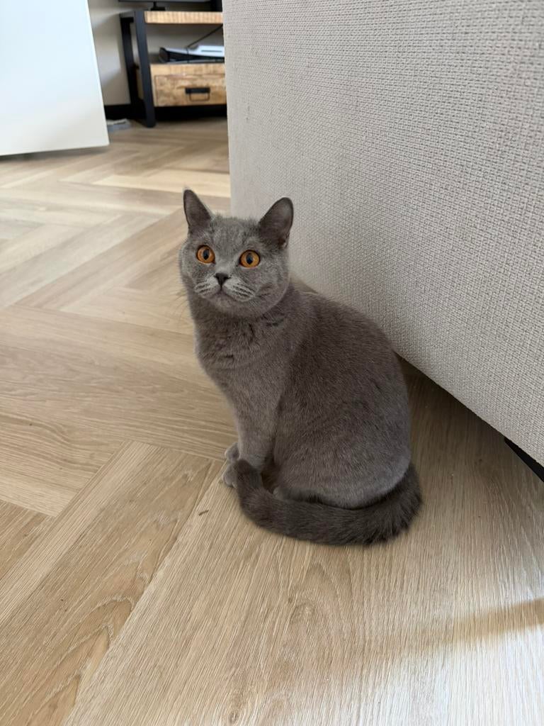 Brits korthaar Poes van bijna 1, Poes, Gechipt, 0 tot 2 jaar