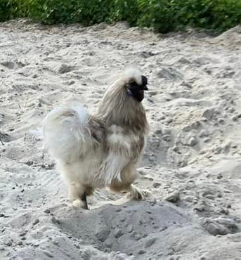 Zijdehoender haan, Dieren en Toebehoren, Pluimvee, Mannelijk, Kip