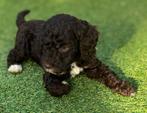 Unieke kleur chocolade bruin labradoodles pups te koop, Parvo, Overige rassen, 8 tot 15 weken, Meerdere