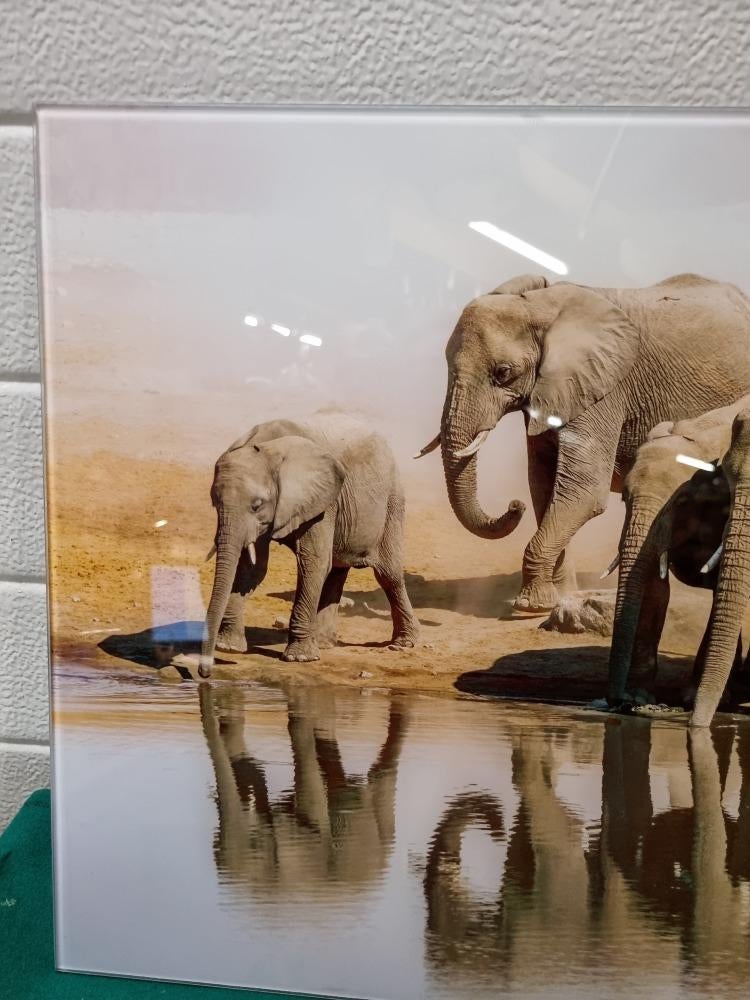 schilderij glas olifanten afbeelding, Ophalen of Verzenden, 'T Olde Gre-j, Info@toldegrej.nl, Endepoelstraat 20f Didam