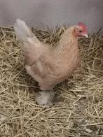 Sabelpootkriel hen, Dieren en Toebehoren, Vrouwelijk, Kip