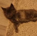 Maincoon meisje, Poes