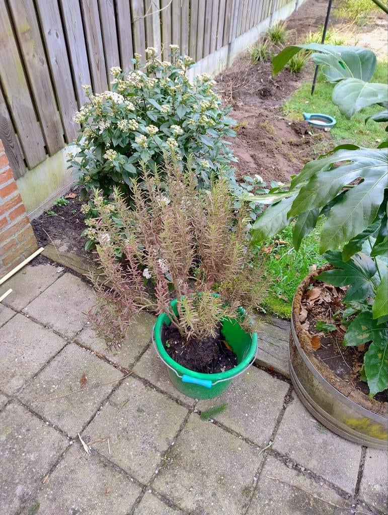 Rozemarijn struik - Heerlijk geurende kruidenplant, Ophalen, Volle zon, Vaste plant, Kruiden