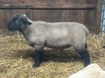 Suffolk ram lam stamboek, Mannelijk, Schaap
