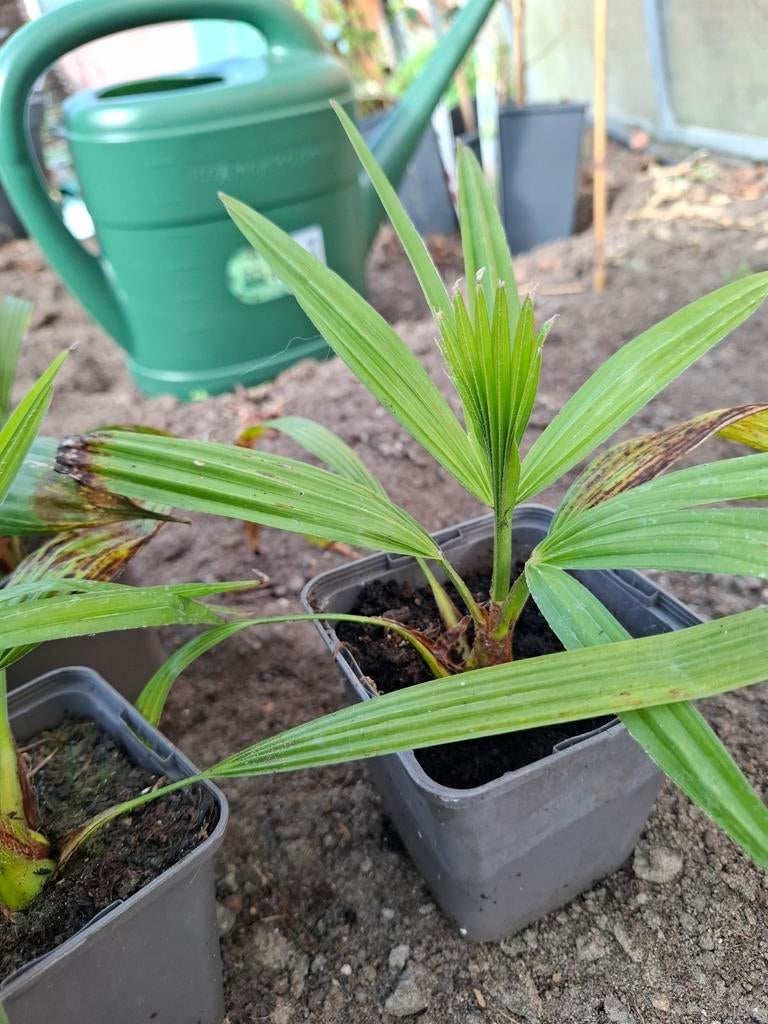 Winterharde palmbomen Trachycarpus Wagnerianus x Princeps, Tuin en Terras, Ophalen, Overige soorten, Volle zon
