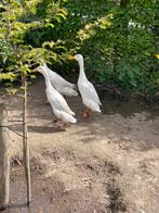 Indische loopeenden GRATIS, Dieren en Toebehoren, Pluimvee, Mannelijk, Eend