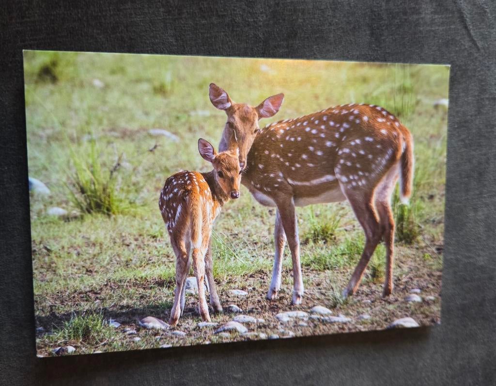 Twee hertjes, Verzenden, 1980 tot heden, Ongelopen, Wild dier
