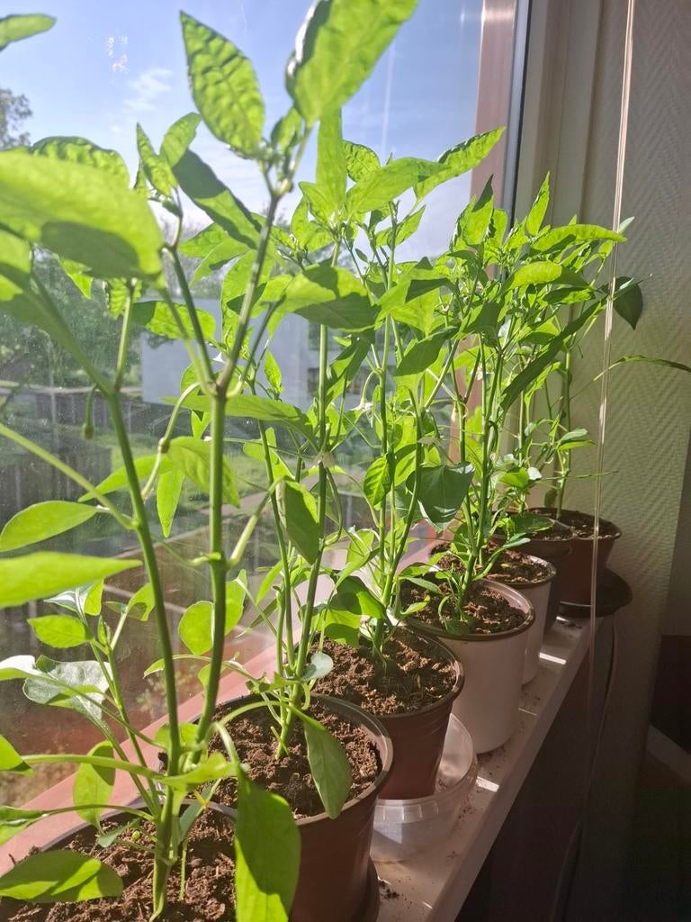 Mooie grote Caloro peperplanten, klaar voor de tuin!, Ophalen