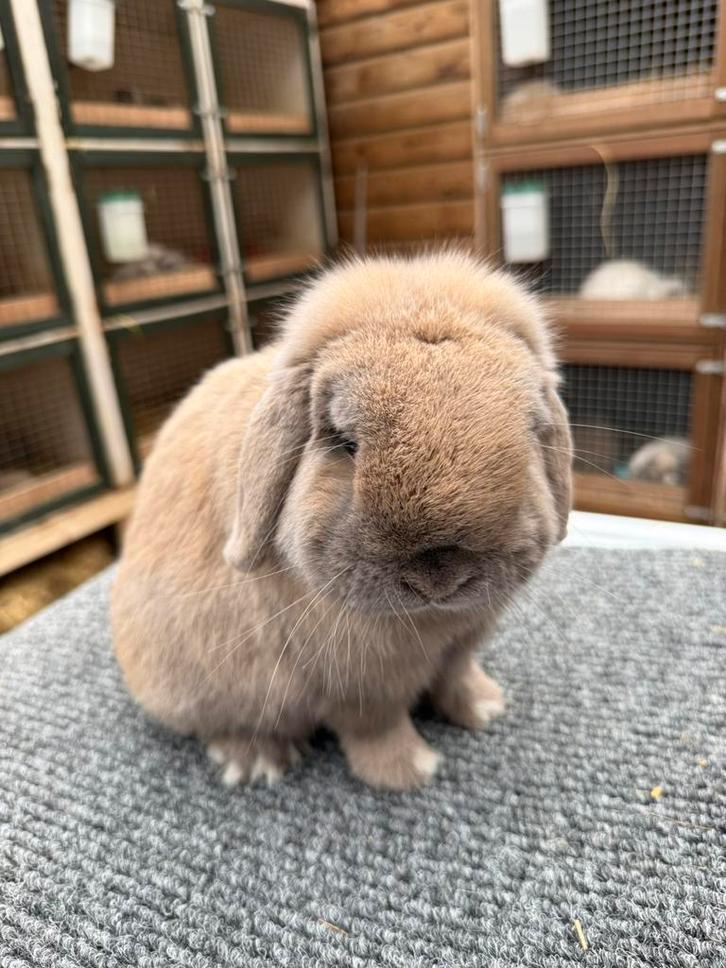 Prachtig minilop rammetje, Dieren en Toebehoren, Konijnen, Dwerg, Mannelijk