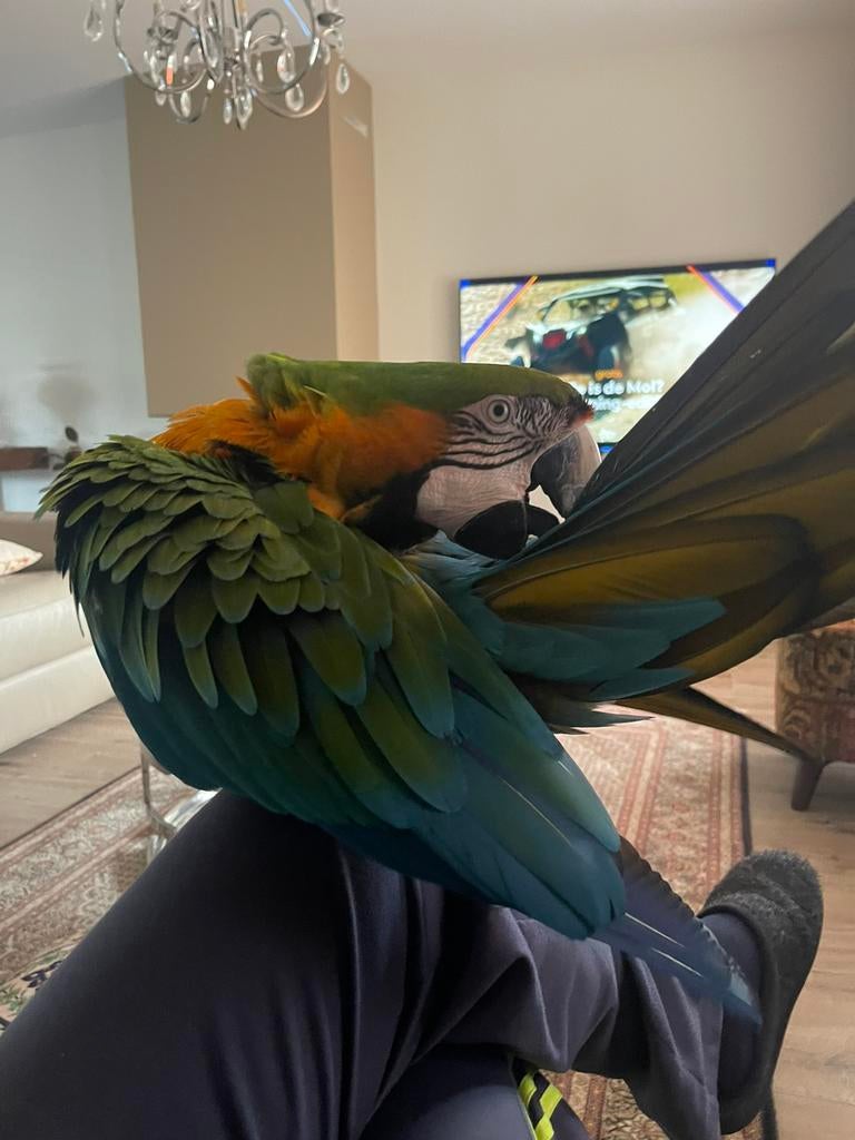 free-fligh harlekijn ara, Dieren en Toebehoren, Vogels | Parkieten en Papegaaien, Mannelijk, Papegaai