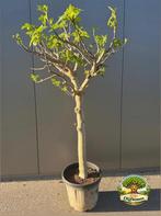 Vijgenboom Ficus Carica H 160 cm, Bloeit niet, Overige soorten, 100 tot 250 cm, Ophalen