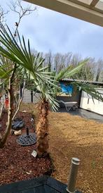 GRATIS Chinese waaierpalm, Tuin en Terras, Planten | Tuinplanten, Volle zon, Vaste plant, Bloeit niet, Ophalen