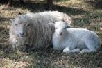 GEZOCHT: Witte stamboek Ouessant ooi gezocht!, Dieren en Toebehoren, Vrouwelijk, Schaap, 0 tot 2 jaar