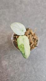 Alocasia Ninja Tricolor Variegata, Ophalen of Verzenden, Halfschaduw, Minder dan 100 cm