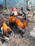 Brahma haan goud gezoomd, Dieren en Toebehoren, Pluimvee, Mannelijk, Kip