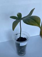 Philodendron florida green (1), Huis en Inrichting, Kamerplanten, Ophalen of Verzenden, Overige soorten, Minder dan 100 cm